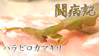 【闘病記】♯３　小康状態から、、、　【ハラビロカマキリ】