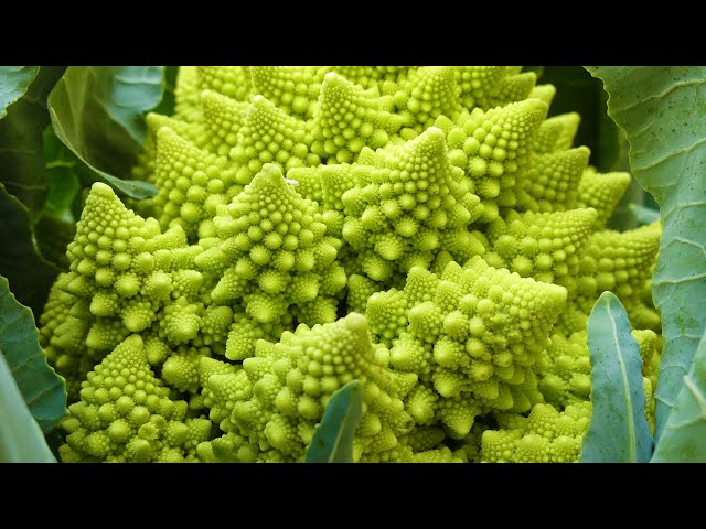 Fractals in Nature