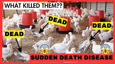 THIS IS WHY THEY DIED SUDDENLY!! Cause &Prevention of the SUDDEN DISEASE SYNDROME in Broilers