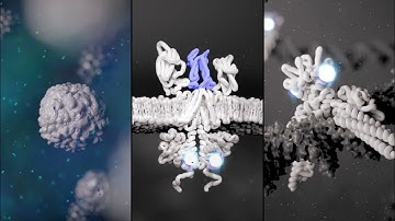 RINVOQ™ (upadacitinib) Mechanism of Action in RA