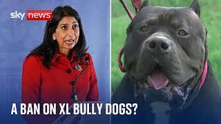 Dangerous Dogs: Could American bully dogs be banned?