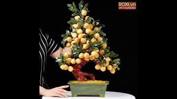 Cây đào ngọc hoàng long 58 quả nhỏ