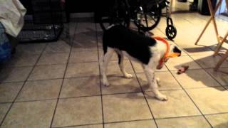 Puppy plays with orange slice by GameTribe 3,227 views 9 years ago 2 minutes, 2 seconds