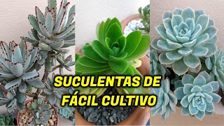 10 Suculentas para Iniciar no Cultivo