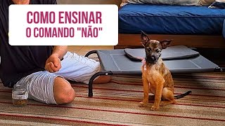 Como ensinar o comando “NÃO' pro pet