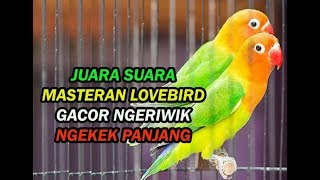 JUARA SUARA MASTERAN LOVEBIRD GACOR NGERIWIK NGEKEK PANJANG
