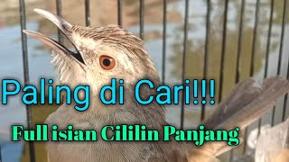 Ciblek Gunung Isian Cililin Panjang || Masteran Paling di Cari untuk Cetak Ciblek isian Cililin