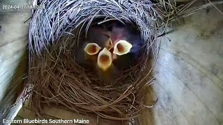 It takes Teamwork to feed these 5 babies. Eastern Bluebirds. Maine April-24