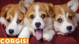 ULTIMATE CORGI COMPILATION 2013 (cute and funny!) screenshot 5
