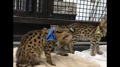Watch the video about Saving serval kittens from the exotic pet trade