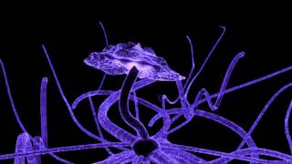 The Organic Internet of a Mycelium Network: Suzanne Simard, Paul Stamets, and Terence Mackenna