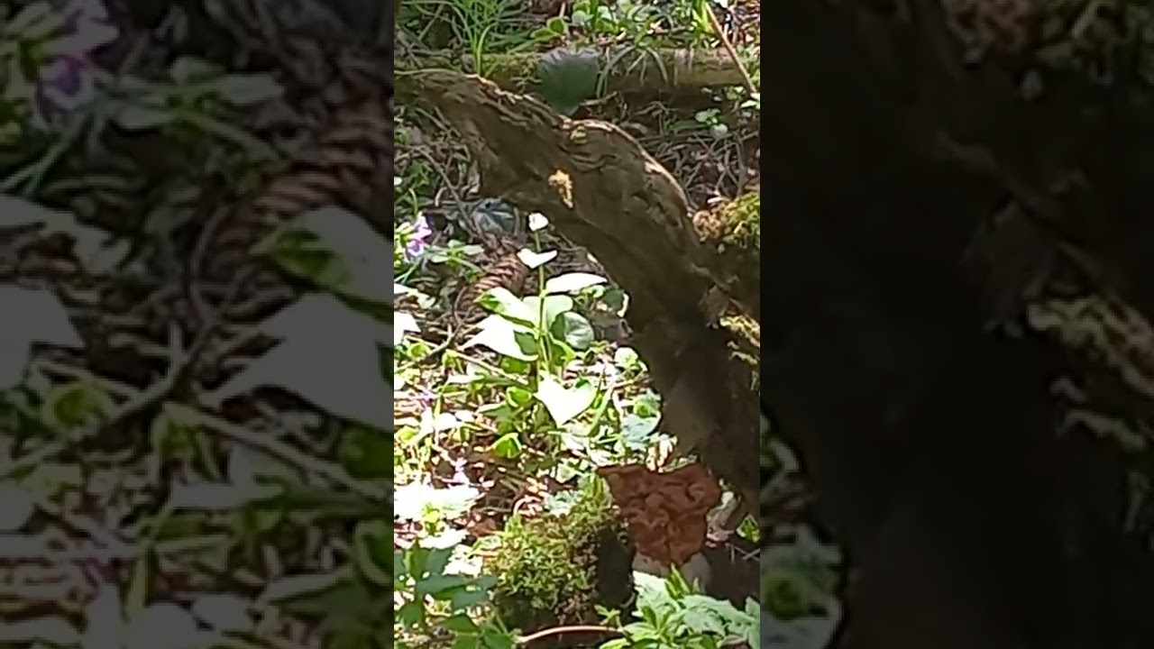 A Fregata ariel with mushrooms.