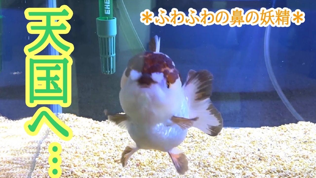 転覆病の末路。ごめんね...