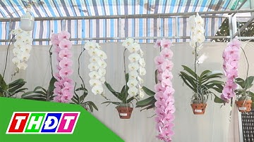 Nhộn nhịp thị trường hoa lan dịp Tết | THDT