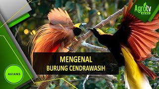 MENGENAL BURUNG CENDRAWASIH