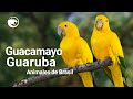 Ésta ave solo habita en Brasil | Guacamayo Guaruba