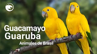 Ésta ave solo habita en Brasil | Guacamayo Guaruba by BENILANDIA 282 views 7 months ago 3 minutes, 37 seconds
