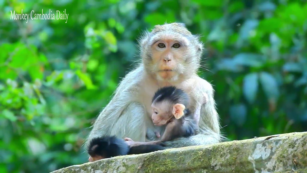 Unbelievable monkey Casi takes care two kids very well like this Unbelievable monkey Casi takes care two kids very well like this