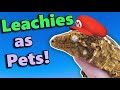 Leachianus Geckos: Fun Facts and Care Tips!