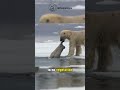 Polar bears the biggest predetors