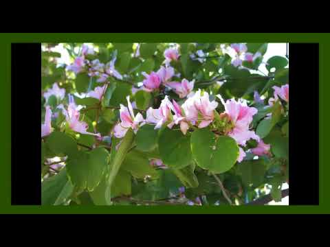 Cha De Pata De Vaca Beneficios E Propriedades Bauhinia Forficata