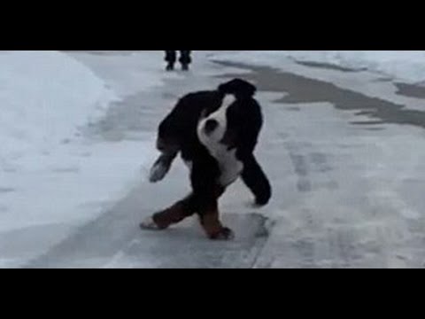 Animais engraçados escorregar e cair On Ice - animal não