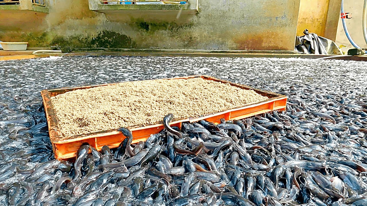 Saatnya member makan ikan di tangki