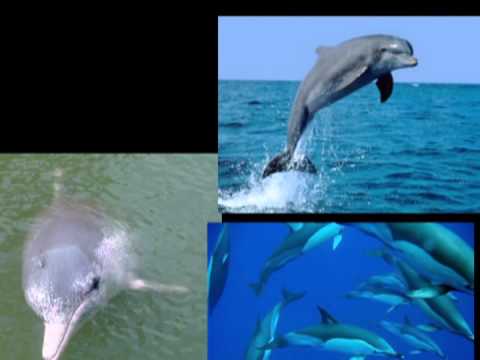 Video: Ce Animale Sunt Mamifere Marine