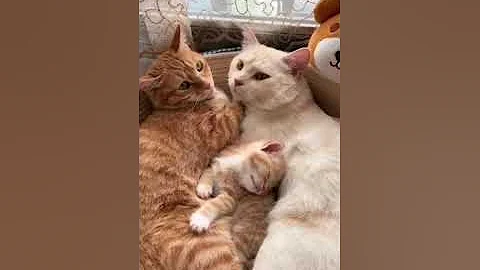 Video 10952431: bengal maine coon kitten, bengal cat maine coon, cat kucing bengal kitten