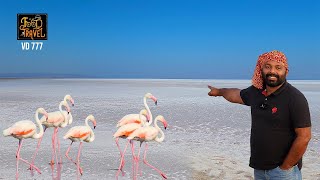 White Sand Dunes of Kutch - Gujarat | Where to experience White Sand Dunes with Flamingos in India?