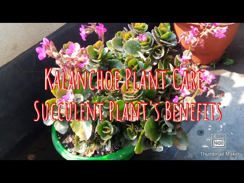 All About Kalanchoe Plant | Kalanchoe Plant Benefits & Care || Kalanchoe Plant for Beginners | Ep-28