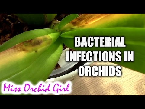 Video: Orchid Diseases And Their Treatment