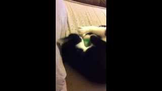 Cat playing with Cat Nip