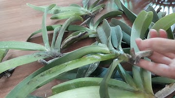 Cách trồng lan đai châu ngọc điểm cho người mới tập chơi