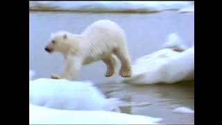 Baby Einstein Stock Footage - Polar Bear Jumping Across Ice Floe