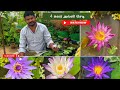  4     growing 4 colors of water lilies in tamil