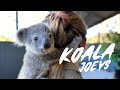 Four new Koala Joeys!