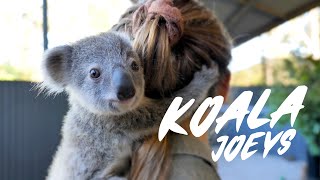 Four new Koala Joeys!