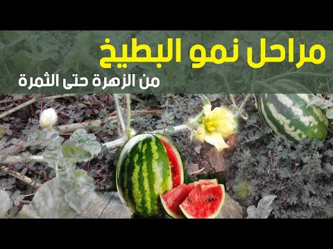 شاهد في 10 دقائق نمو البطيخ من الزهرة الى الثمرة