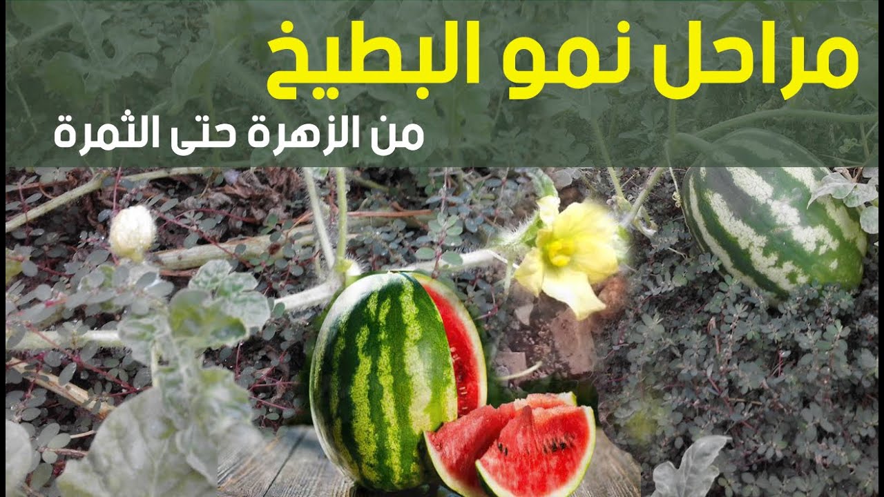 شاهد نمو البطيخ من الزهرة إلى الفاكهة في 10 دقائق على اليوتيوب