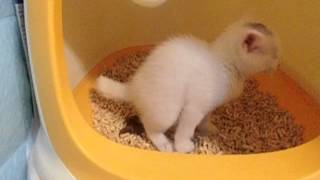 子猫　初めてのうんち　The kitten poo, for the first time