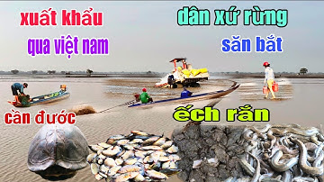 Kì quái người dân tộc trú ẩn xứ rừng săn bắt rắn ếch cần đước xuất khẩu qua việt nam bán tại chợ