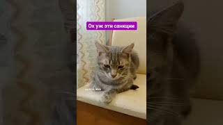 🤗#Cat #Shortscats #Юмор #Смех #Ржачныевидео #Приколы