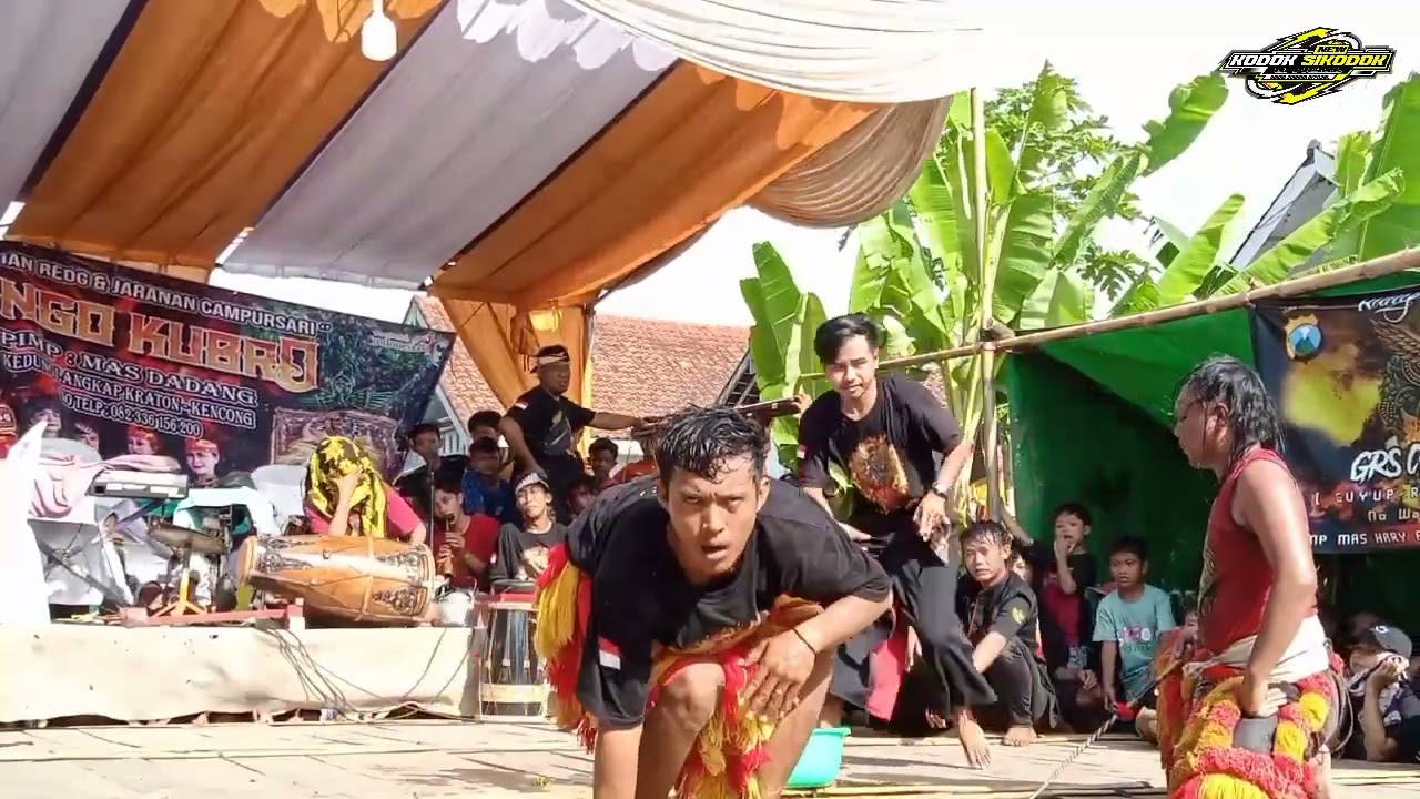 LAWAK'AN TEPUNG JARANAN SINGO KUBRO terbaru 2024 live brumbut Jatiagung Gumukmas Jember
