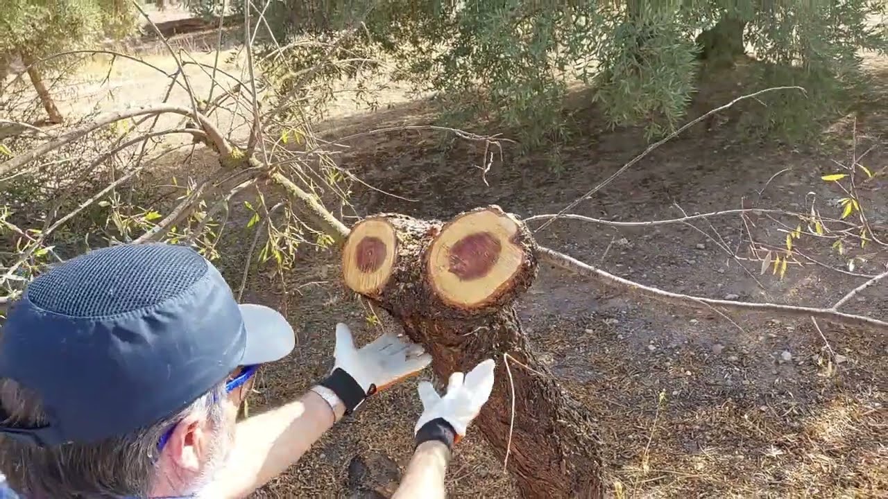 Como desmochar un almendro