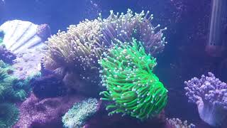 Euphyllia glabrescens / Black Torch / 24K