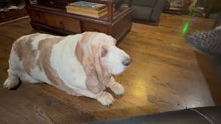 No More Depression. Meatball Is Ready To Kill