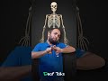 G K fact - Bones