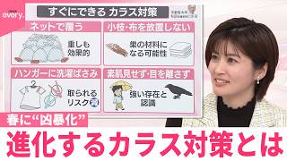 【なるほどッ！】人を襲うことも  春に“凶暴化”カラス  進化する対策とは