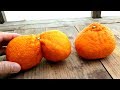 Buttocks Orange | おしりみたいなみかん